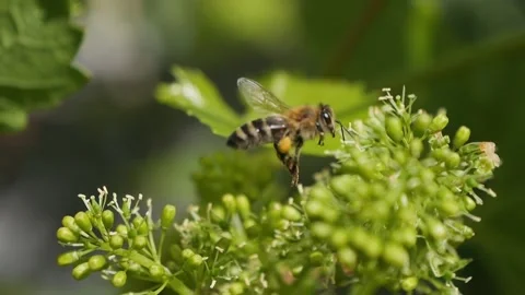 A bee collects pollen and nectar from the flowers of a grape vine. Production of Stock Footage 277852155