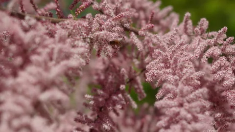 The bee collects pollen and nectar Stock Footage 309010453