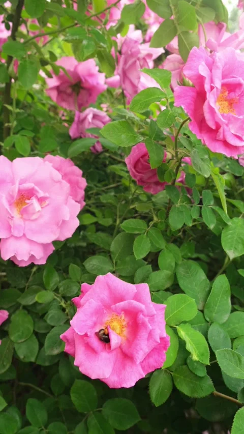 A bee collects pollen and nectar on a rose flower Stock Footage 318549423