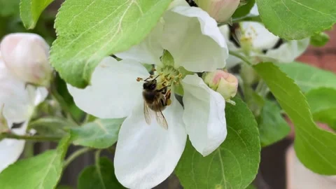 Bee collects pollen in apple tree flowers in spring Stock Footage 196009995