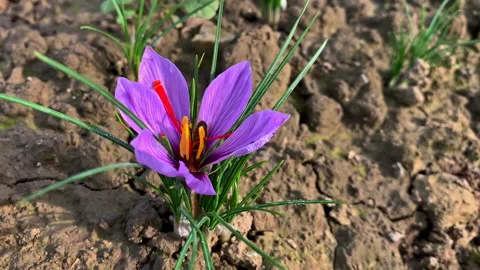 Bee collects pollen from autumn crocus flowers. Season of harvesting stamens for Stock Footage 169517254