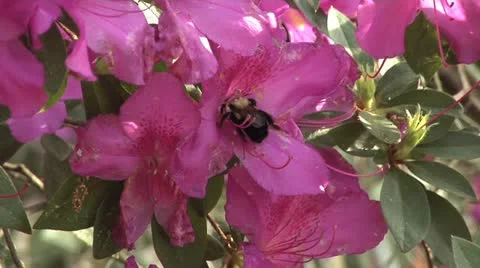 Bee collects pollen on Azalea Stock Footage 10837803