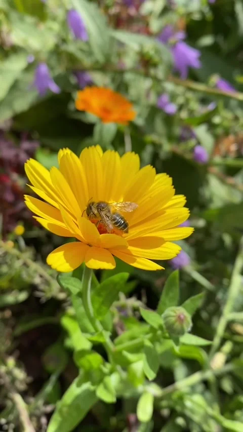 Bee collects pollen from calendula flower. Vertical video. Stock Footage 296047164