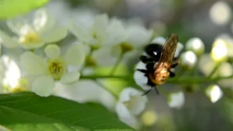 The bee collects pollen on the cherry blossoms. Stock Footage 154705530