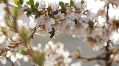 Bee collects pollen on cherry which blossoms in the garden near house. Stock Photos