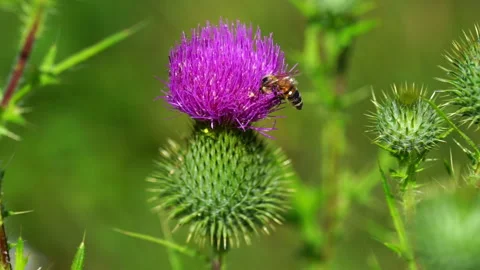 A bee collects pollen from a common thistle flower. Medical plants, slow motion. Stock Footage 262425155