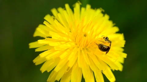 Bee collects pollen on dandelion Video stock 62827645