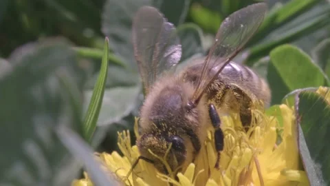 A bee collects pollen from a dandelion. Stock Footage 153658024