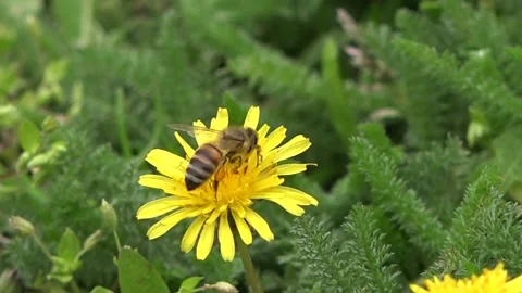 The Bee collects pollen on the Dandelion 库存影片 154204442