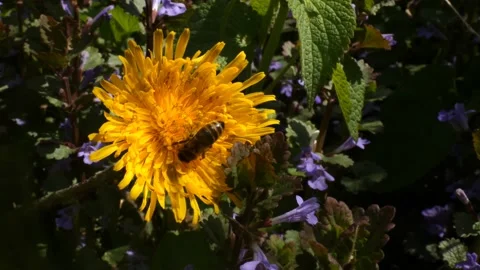 A bee collects pollen from dandelion 스톡 동영상 185060508