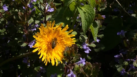 A bee collects pollen from dandelion 스톡 동영상 185060612