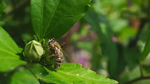 A bee collects pollen from a dandelion. Macro shot of a honey bee collecting Stock Footage 196634570