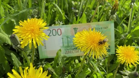 A bee collects pollen from a dandelion to make honey. Selling honey. On the Stock Footage 161078706
