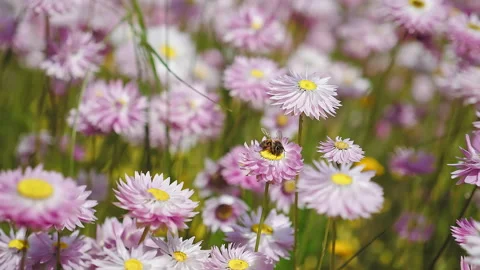 A bee collects pollen from a dandelion. pink flower. Stock Footage 294615014