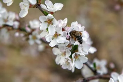 Bee collects pollen from delicate cherry flowers Stock Photos