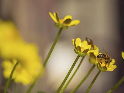 The bee collects pollen on the first small yellow flowers of spring Stock Photos
