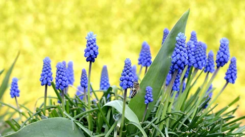 Bee collects pollen from a flower 스톡 동영상 37014691