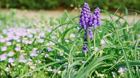 A bee collects pollen from a flower Stock Footage 117290336