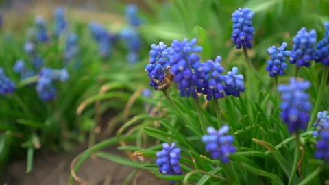 Bee collects pollen from a flower Stock Footage 177254337