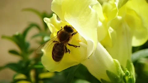 A bee collects pollen from a flower Video stock 211120637