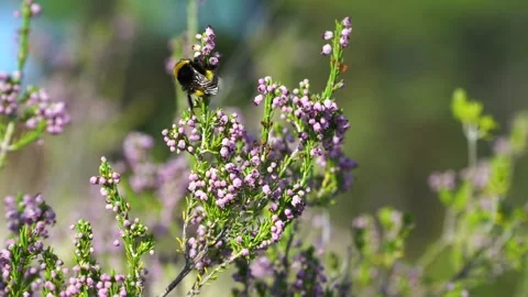 Bee collects pollen from flower to make honey Stock Footage 264919146