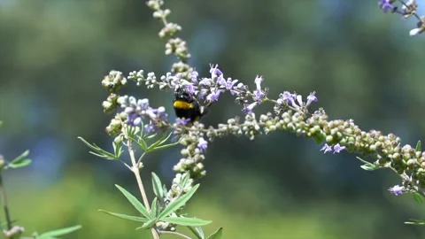 Bee collects pollen from flower to make honey 库存影片 264919191