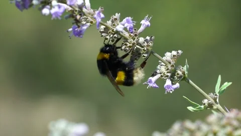 Bee collects pollen from flower to make honey 库存影片 264919249