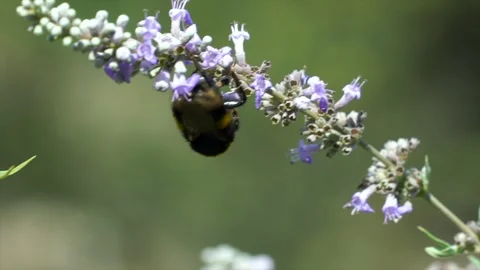 Bee collects pollen from flower to make honey Stock Footage 264919521