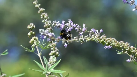 Bee collects pollen from flower to make honey Stockbeeldmateriaal 264919611