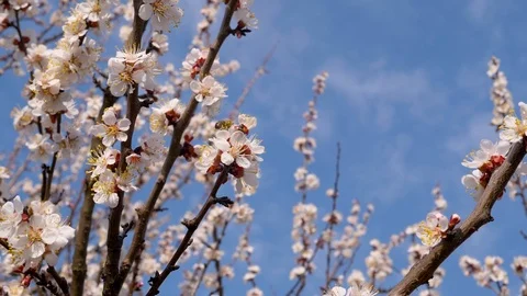 Bee collects pollen from a flower. Slow motion Stock Footage 124460434