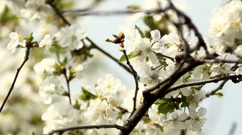 Bee Collects Pollen From Flowering Cherry Video stock 37568246