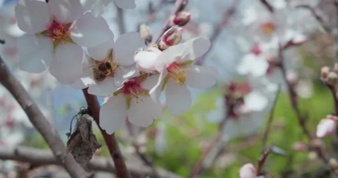 Bee collects pollen from flowering cherry branch. Fruit tree with white pink Video stock 233367670