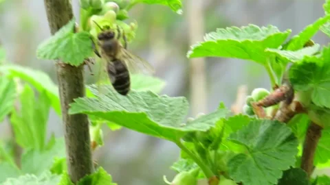 A bee collects pollen on a flowering currant branch Stock Footage 220068587