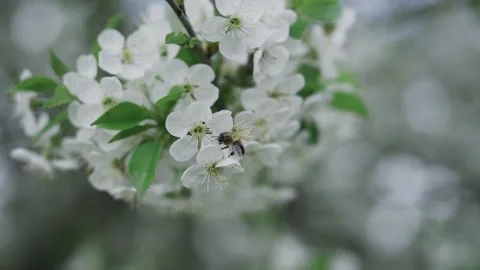 A bee collects pollen on a flowering tree on a warm clear day. Stock Footage 131085460