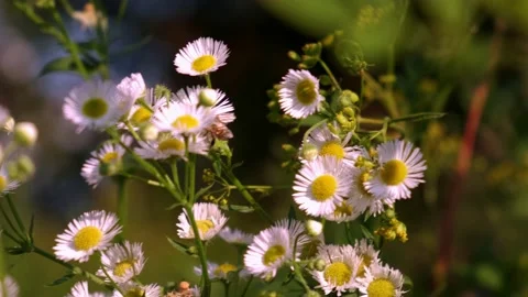 A bee collects pollen on flowers, a bee crawls on daisies Stock Footage 208536949