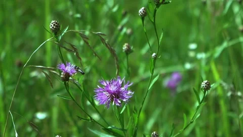 A bee collects pollen from flowers, a bee on a flower Stock Footage 210039058