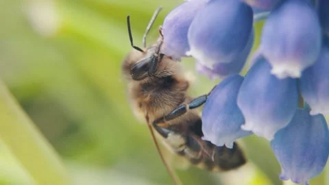 Bee collects pollen from flowers. macro photography. natural product. harvest Stock-Footage 178907348
