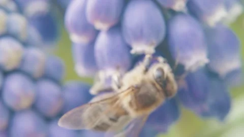 Bee collects pollen from flowers. macro photography. natural product. harvest Stock-Footage 178907355