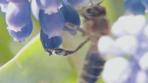 Bee collects pollen from flowers. macro photography. natural product. harvest Stock-Footage 178907404