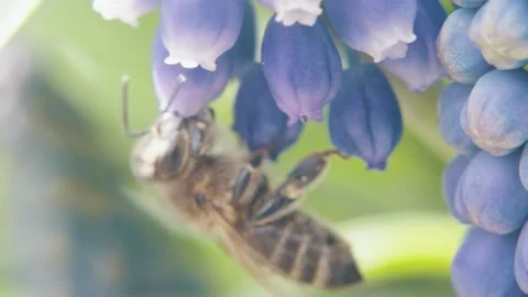 Bee collects pollen from flowers. macro photography. natural product. harvest 스톡 동영상 178907449
