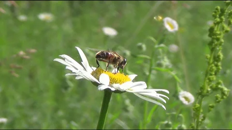 Bee collects pollen Видео 39716082
