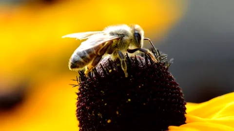 Bee collects pollen Video stock 54542229