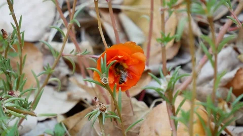 Bee collects pollen Video stock 101860402