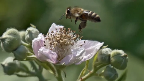 Bee collects pollen Video stock 103166264