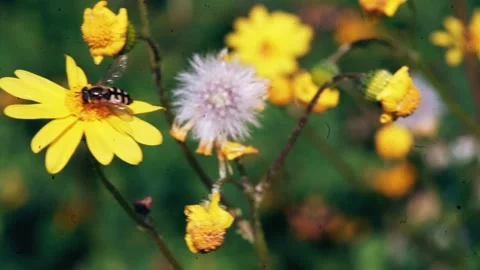 Bee Collects Pollen Stock Footage 234112227