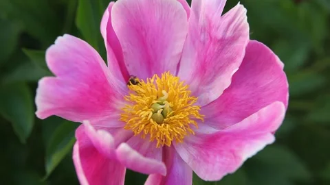 A bee collects pollen from a large pink flower with . Stock Footage 201323139