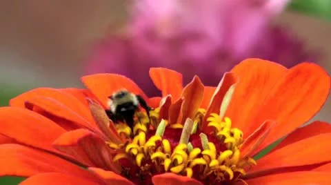 Bee collects pollen nectar Vidéo 12746260