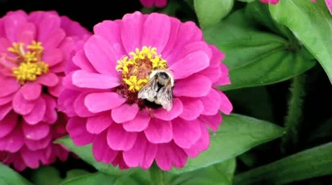 Bee collects pollen nectar Stock Footage 12746266