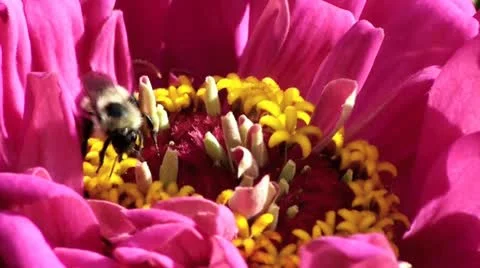 Bee collects pollen nectar Stock Footage 12746267
