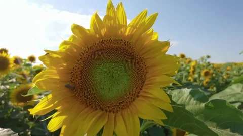 Bee collects pollen nectar on a sunflower flower Video stock 174157705